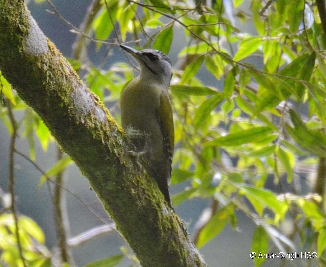 Gray-headed Woodpecker (Black-naped) - ML377238371