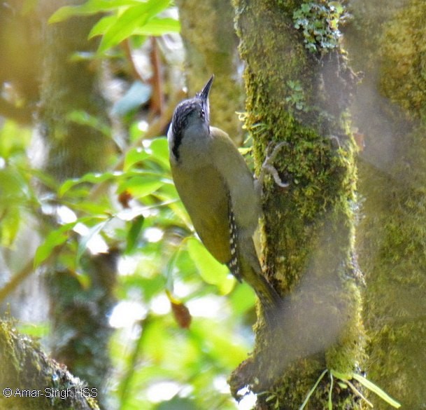 Gray-headed Woodpecker (Black-naped) - ML377238391