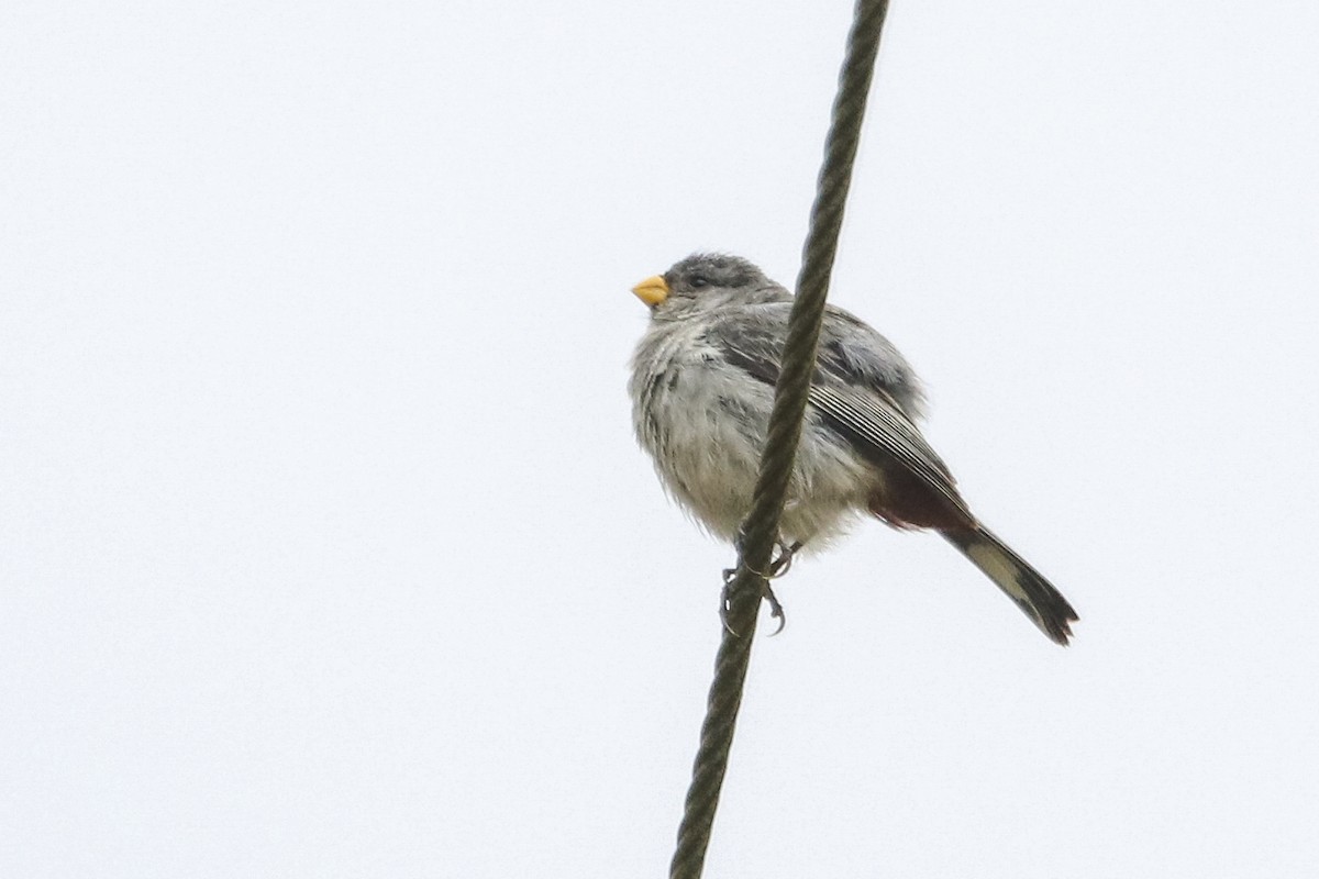 Band-tailed Seedeater - ML377238421