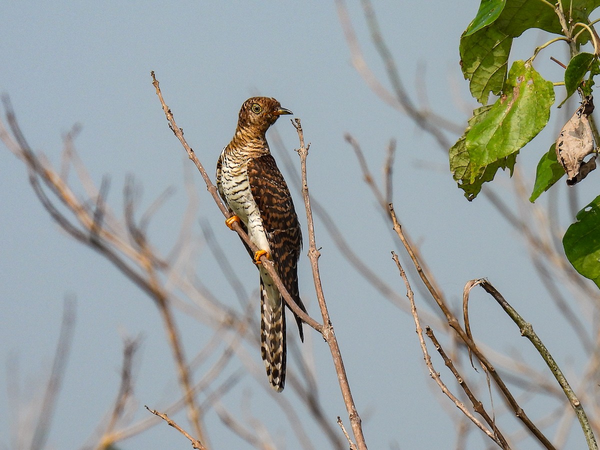 Common Cuckoo - Dipayan Chakraborty