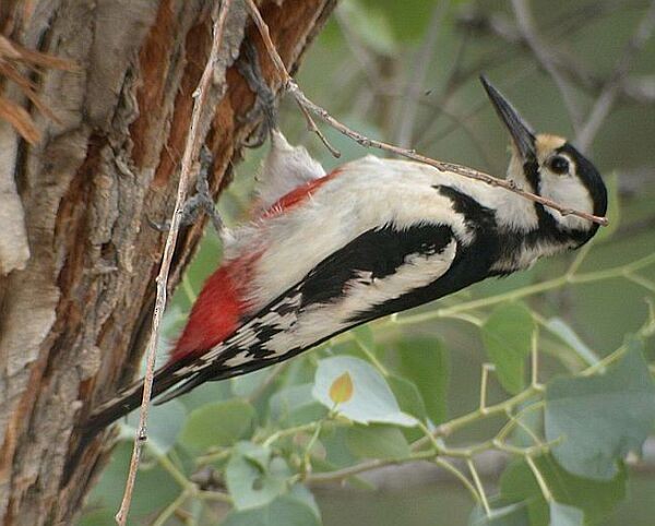 White-winged Woodpecker - Wim Heylen