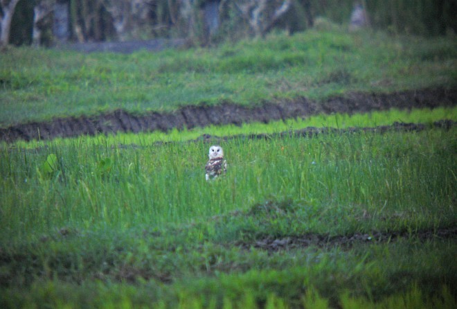 Australasian Grass-Owl - ML377248401