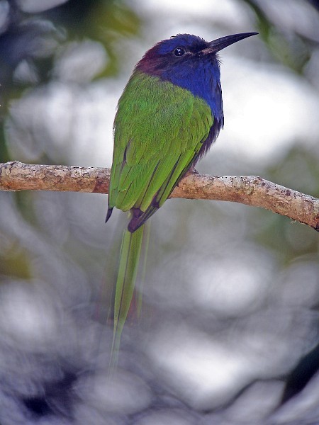Purple-bearded Bee-eater - Pete Morris