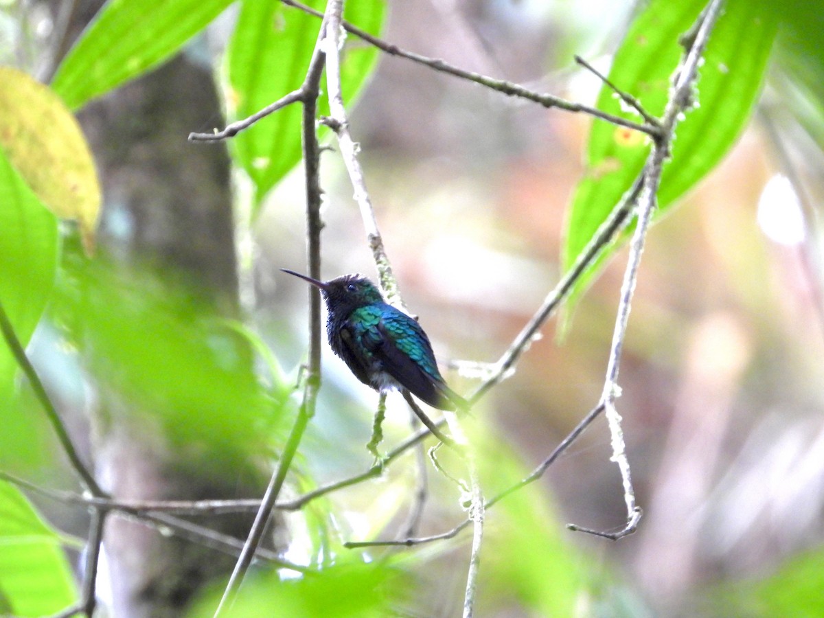 Violet-capped Hummingbird - ML377248551