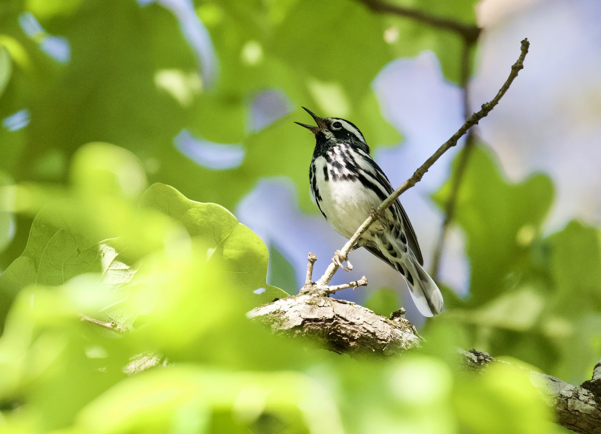 Black-and-white Warbler - ML377250361