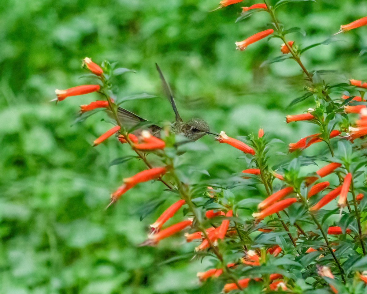Ruby-throated Hummingbird - ML377250401