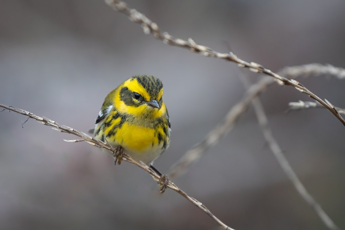 Townsend's Warbler - Anonymous