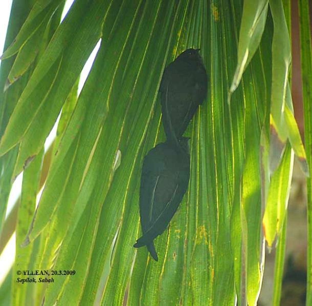 Asian Palm Swift - Yen Loong Lean