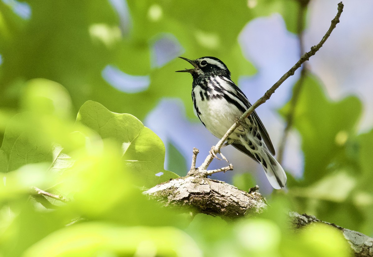 Black-and-white Warbler - ML377251771