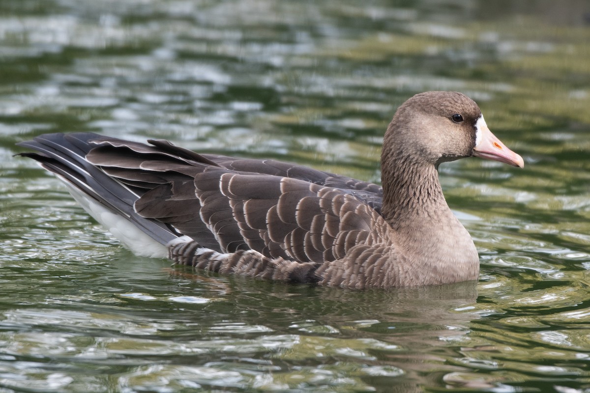 Greater White-fronted Goose - ML377257641