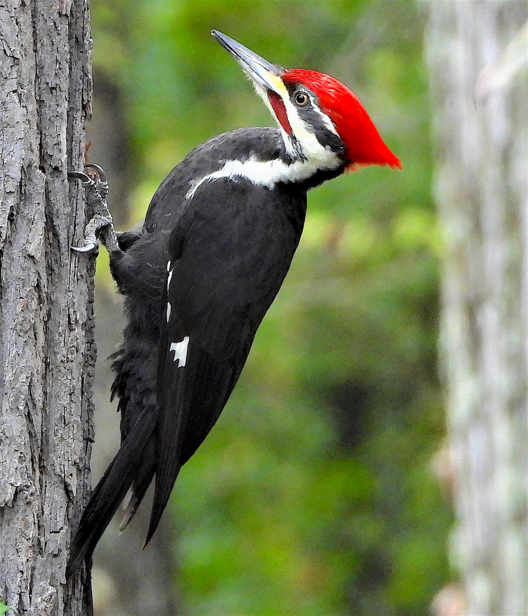 Pileated Woodpecker - Lynn Scarlett