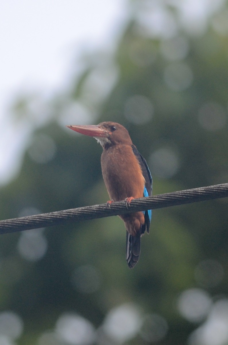 Brown-breasted Kingfisher - ML37726491