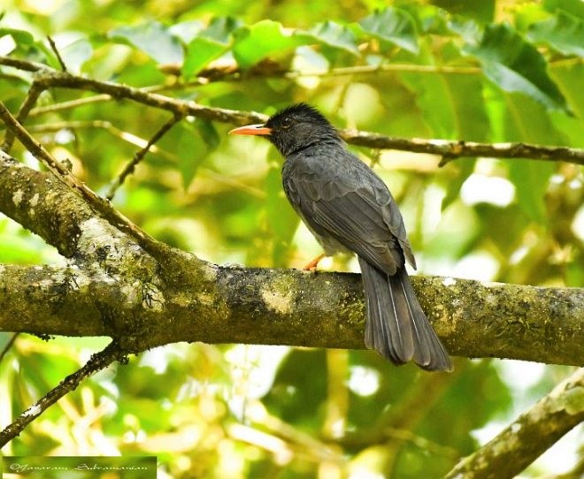 Square-tailed Bulbul (Indian) - ML377265521