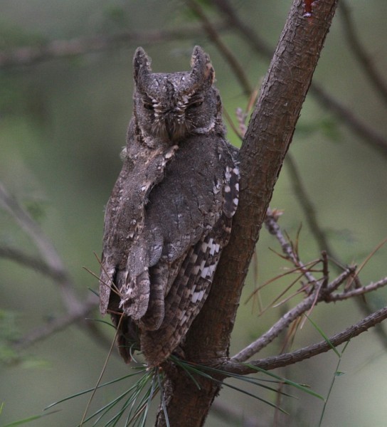 Oriental Scops-Owl (Oriental) - Tom Beeke