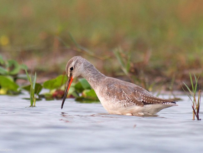 Spotted Redshank - ML377267941