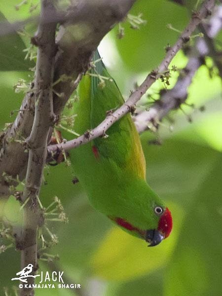 Sulawesi Hanging-Parrot - ML377268251