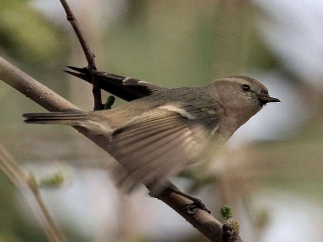 Hume's Warbler - ML377269121
