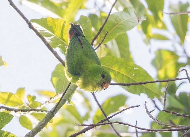 Yellow-throated Hanging-Parrot - ML377271691