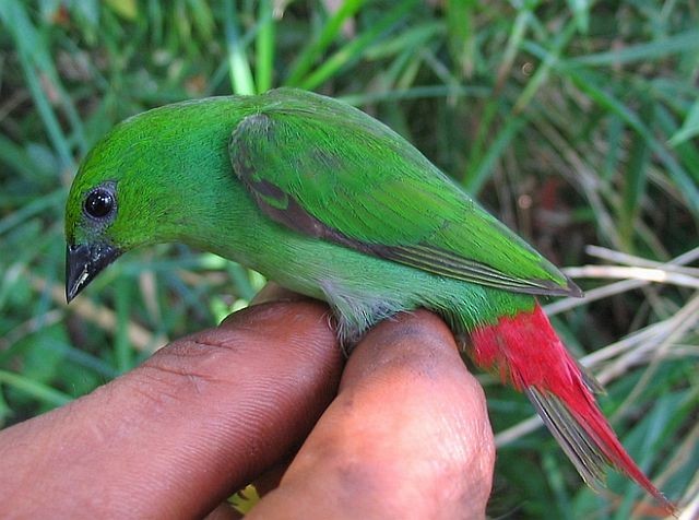 Green-faced Parrotfinch - ML377273081