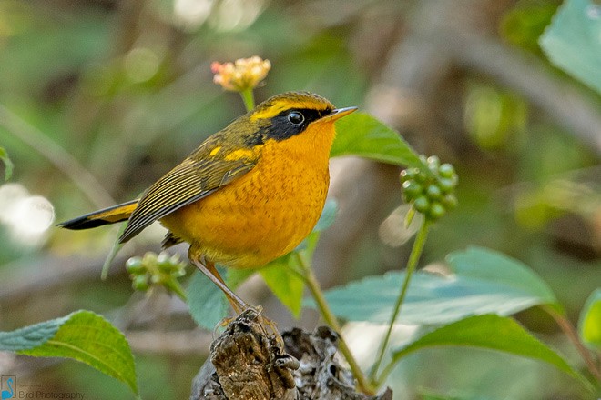 Golden Bush-Robin