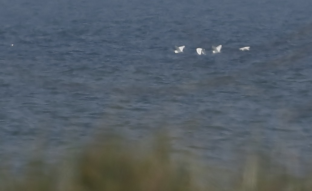 Western Cattle Egret - Phillip Odum