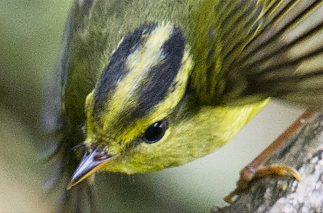 Sulphur-breasted Warbler - Craig Brelsford