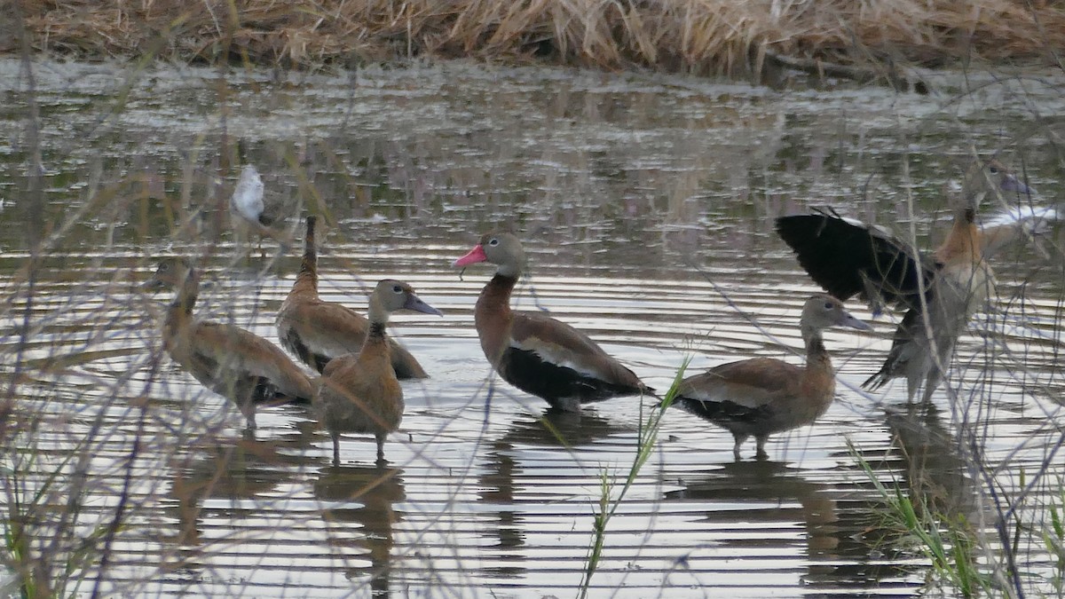 Black-bellied Whistling-Duck - Avery Fish