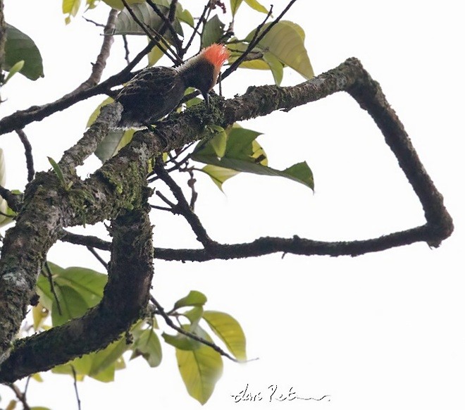 Gray-and-buff Woodpecker (Red-crested) - ML377279971