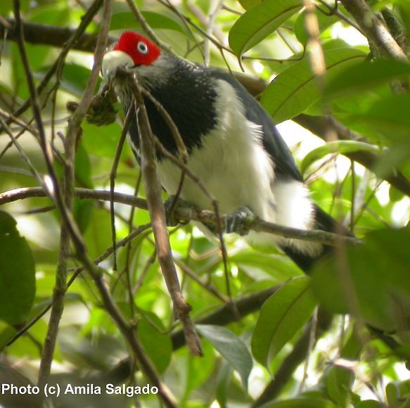 Red-faced Malkoha - ML377283011