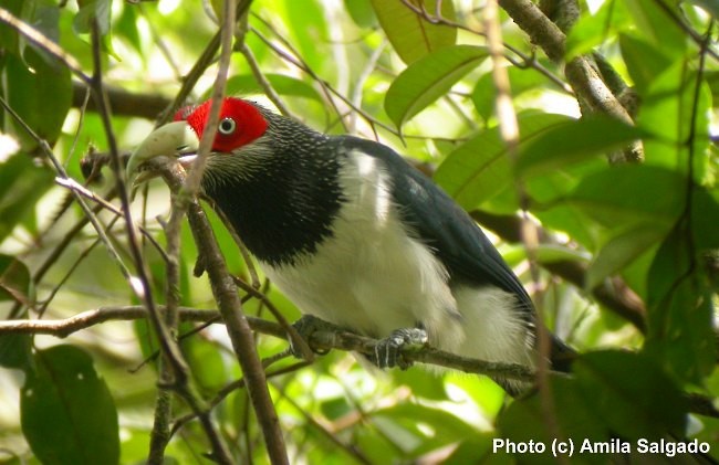 Red-faced Malkoha - ML377283041