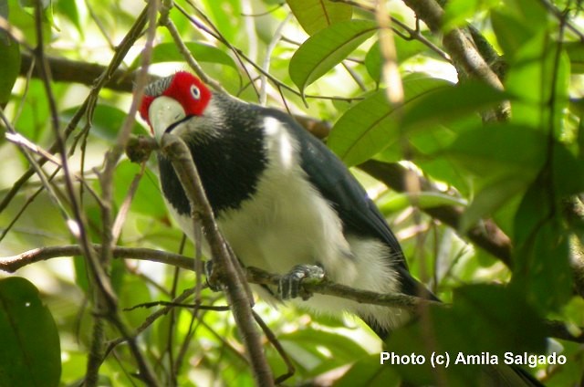 Red-faced Malkoha - ML377283051