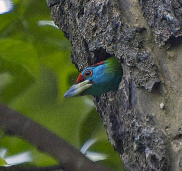 Adult in nest; July, Assam, India. - Blue-throated Barbet (Red-crowned) - 