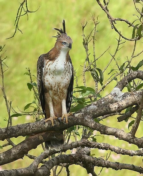 Changeable Hawk-Eagle (Crested) - Siddharth Damle