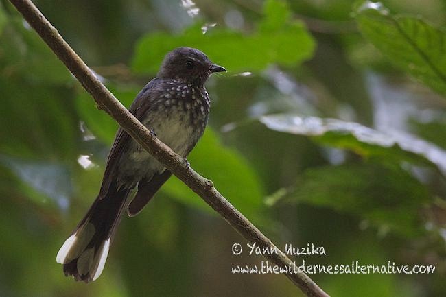 Spotted Fantail - ML377303721