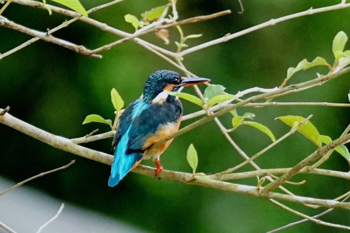 Common Kingfisher - JingZu Tu