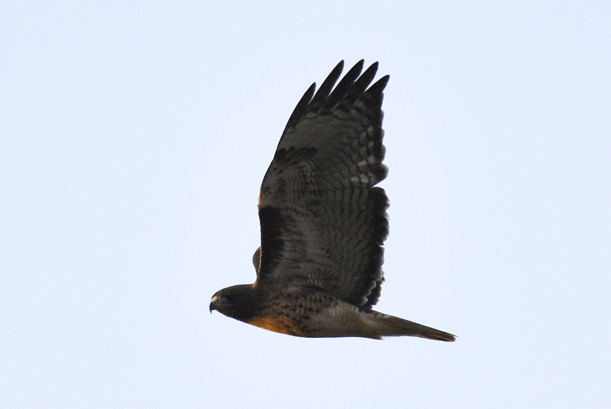 Red-tailed Hawk (calurus/alascensis) - ML377309891