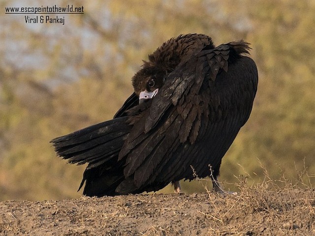 Juvenile preening.&nbsp; - Cinereous Vulture - 
