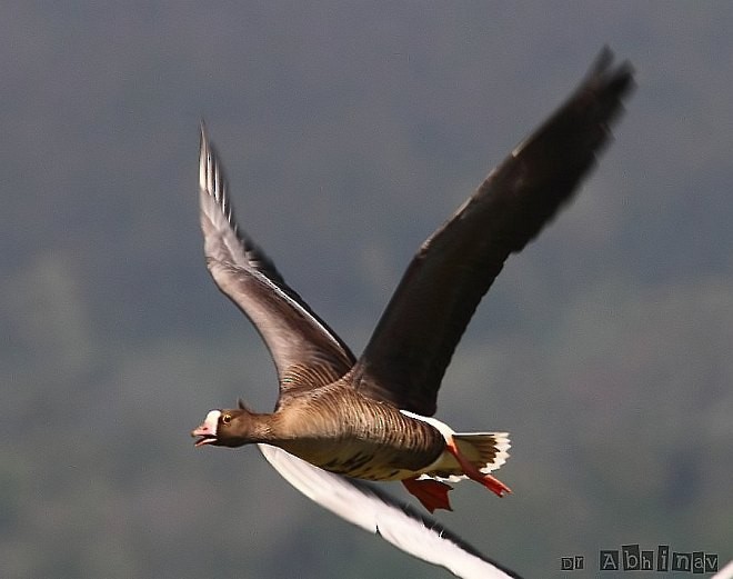 Lesser White-fronted Goose - ML377310471