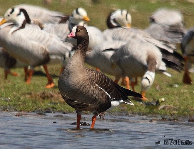 Lesser White-fronted Goose - ML377310821