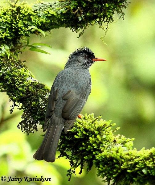 Square-tailed Bulbul (Indian) - ML377315951