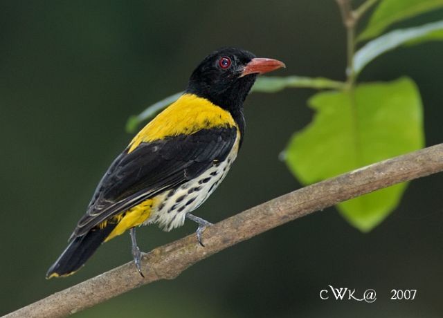 Dark-throated Oriole - Weng Kwong Cheah