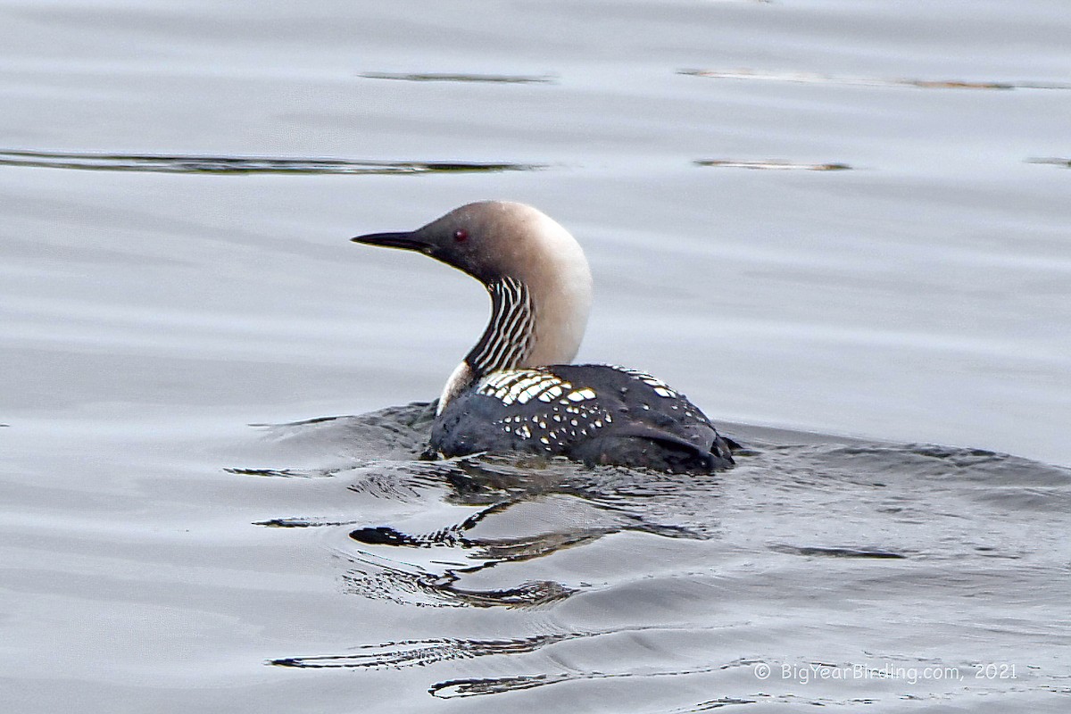 Pacific Loon - Ethan Whitaker