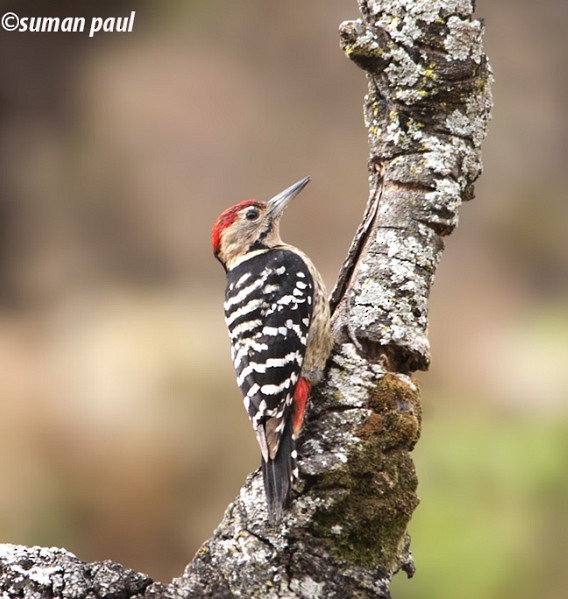 Fulvous-breasted Woodpecker - ML377319741