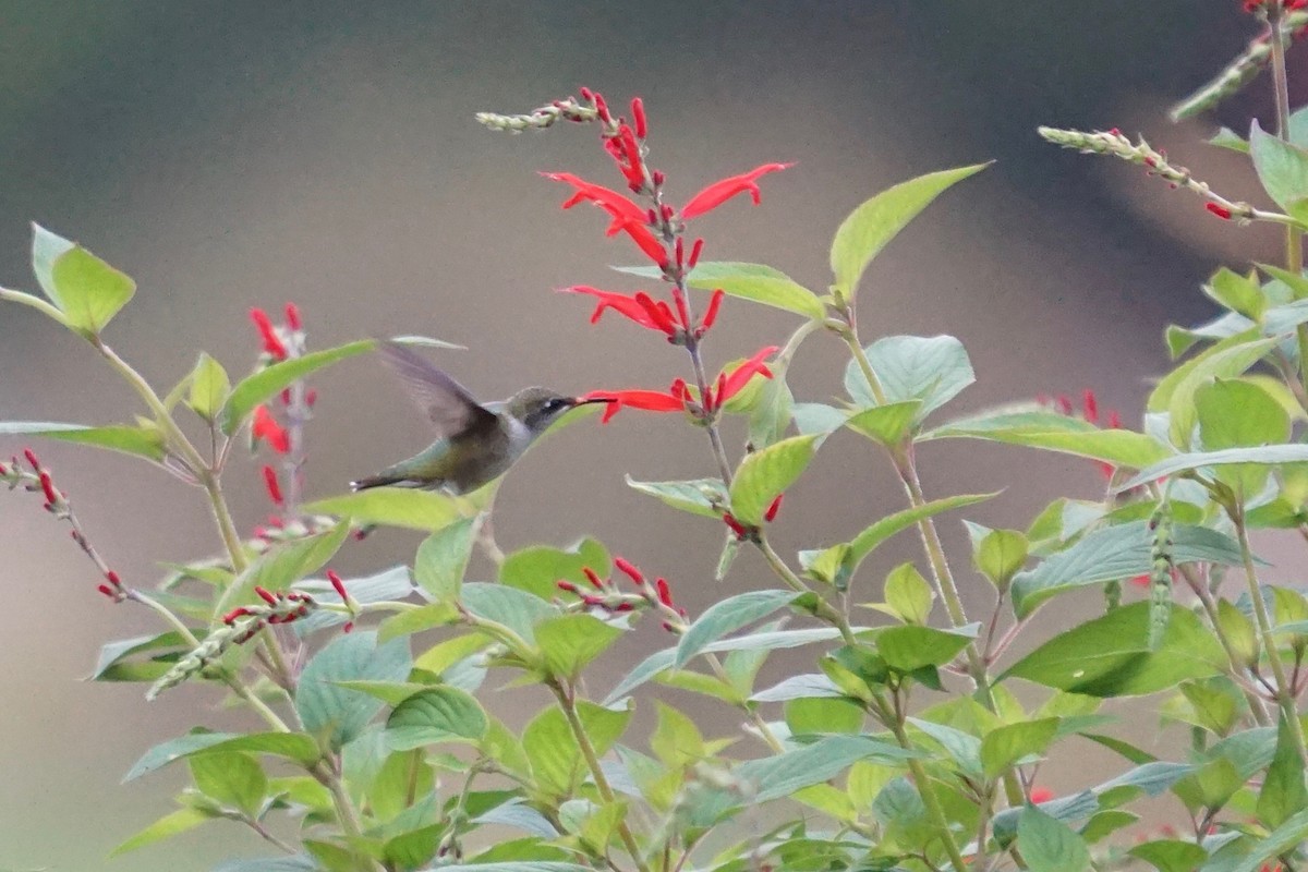 Ruby-throated Hummingbird - ML377322451
