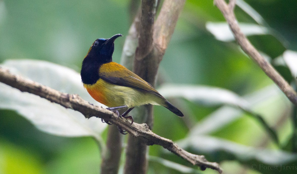 Flaming Sunbird - Forest Jarvis