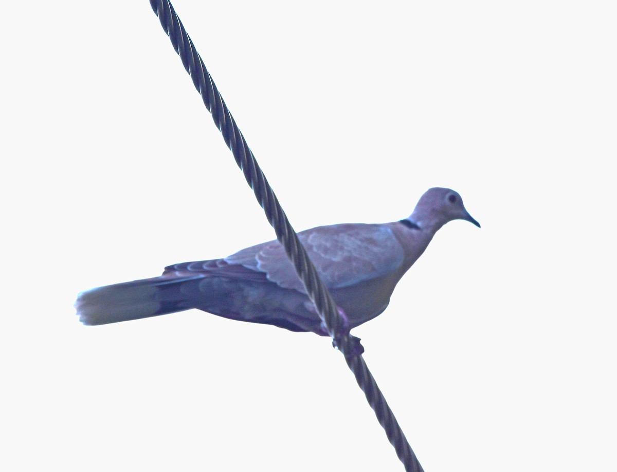 Eurasian Collared-Dove - ML377323081