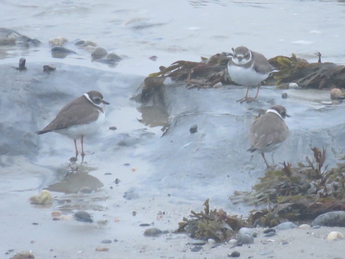 Semipalmated Plover - ML377323691
