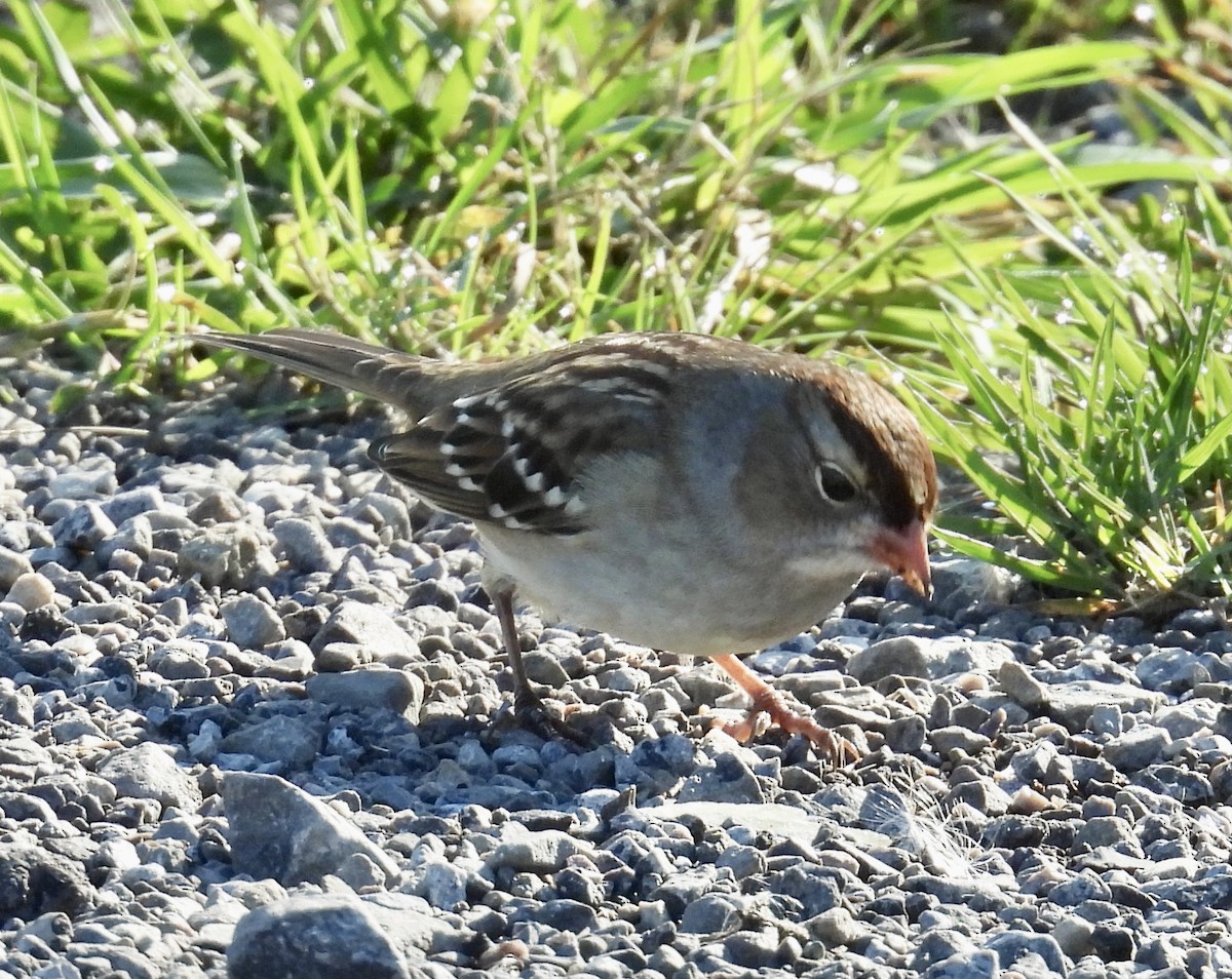 White-crowned Sparrow - ML377323901