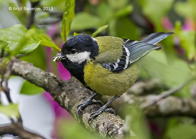 Green-backed Tit - ML377324361