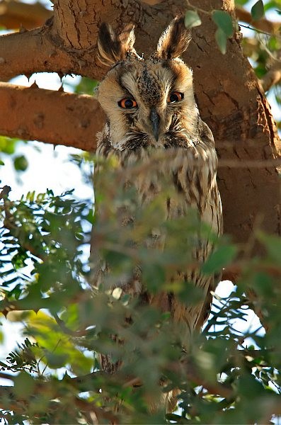 Long-eared Owl (Eurasian) - Ramki Sreenivasan